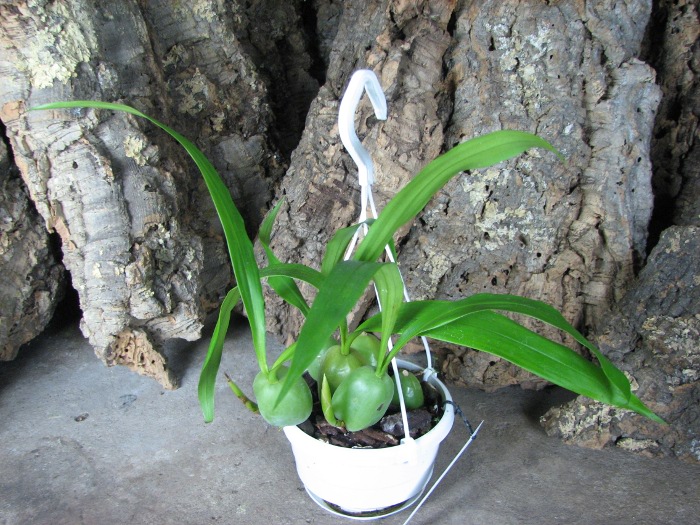 Coelogyne cristata.JPG