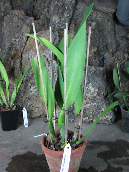 Brassolaeliocattleya Elizabeth Hearns.jpg