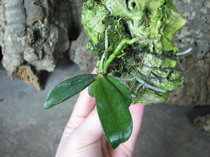 Aerangis biloba.JPG