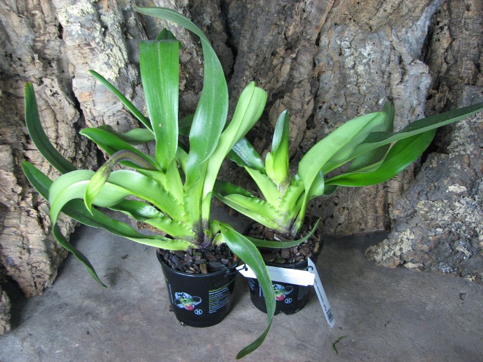 Paphiopedilum Lippewunder hybrid.JPG