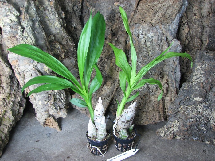 Catasetum pileatum hybrid.JPG