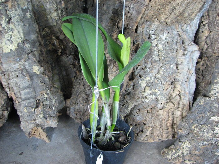Potinara Haw Yuan Gold 'YC#2' (Pot. Lemon Tree x Blc. Tassie Barbero).JPG