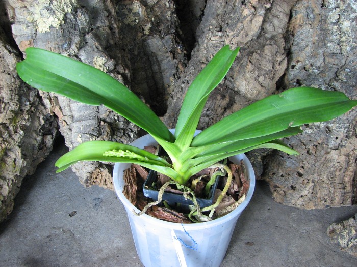 Rhynchostylis gigantea white.JPG