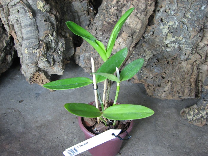 Cattleya forbesii.JPG