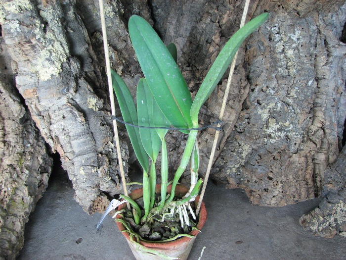 Cattleya lueddemanniana alba 'OMG' x Cattleya lueddemanniana coerulea 'Siquesique'.JPG