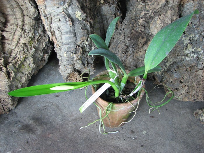 Cattleya warneri alba 'Alvinha' x Laelia praestans alba.JPG
