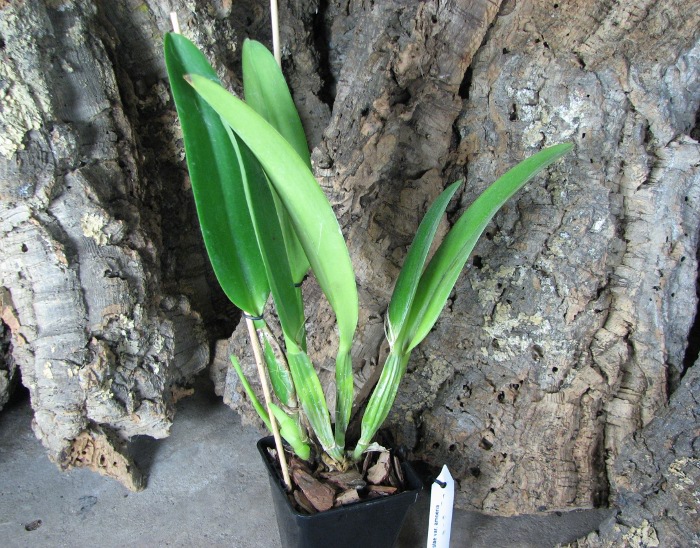 Cattleya mossiae var. amoena.JPG