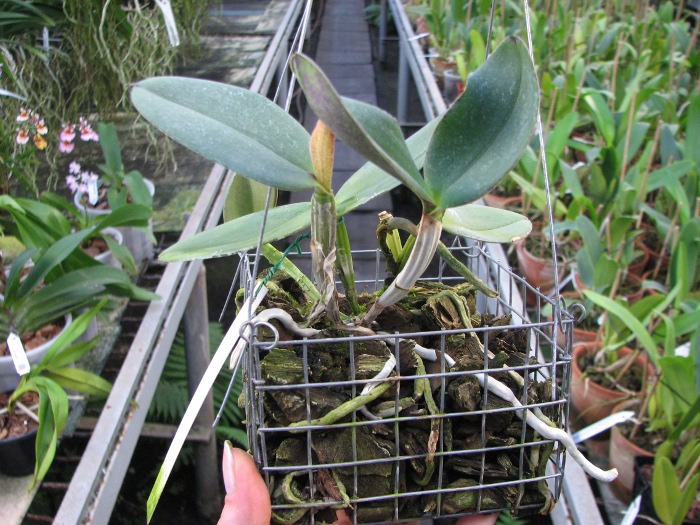 Cattleya schilleriana 'Ibiraçú' x Cattleya schilleriana 'Daniel Endringer'.JPG