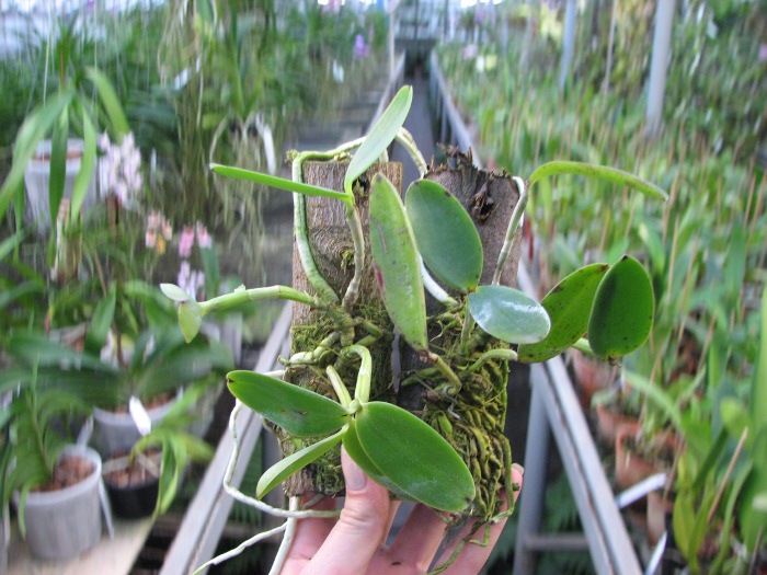 Cattleya aclandiae 'Nigrella' x Cattleya aclandiae 'AM'.JPG