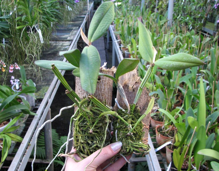 Cattleya schilleriana 'Sem ID'.JPG