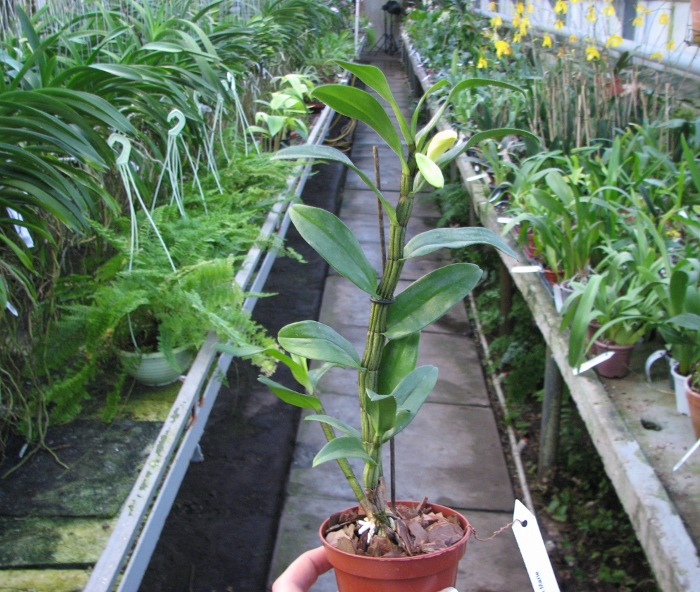 Dendrobium Dawn Marie.JPG