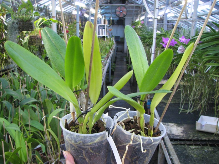 Brassolaeliocattleya George King 'Southern Cross'.JPG