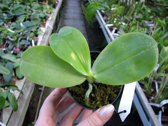 Phalaenopsis KS Happy Eagle.JPG