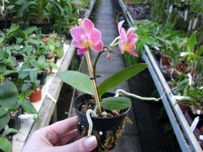 Phalaenopsis Tying Shin Smart.JPG