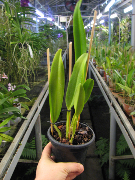Cattleya quadricolor escura 'Sombrero' XXXX.jpg