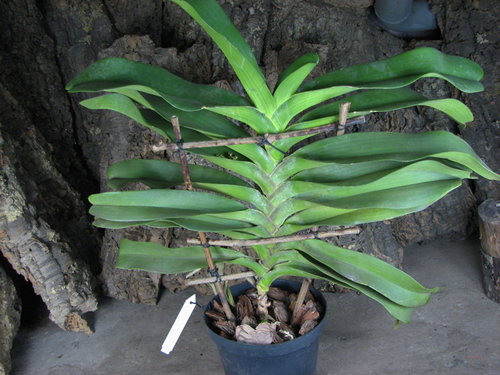 Rhynchostylis gigantea.jpg