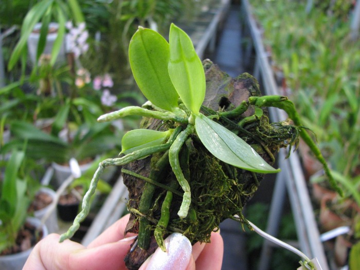 Phalaenopsis parishii.JPG