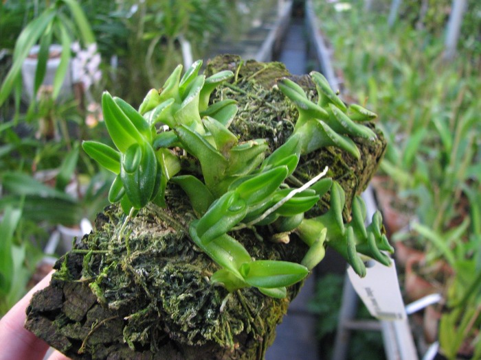 Epidendrum Gonzalez Tamayoi.JPG