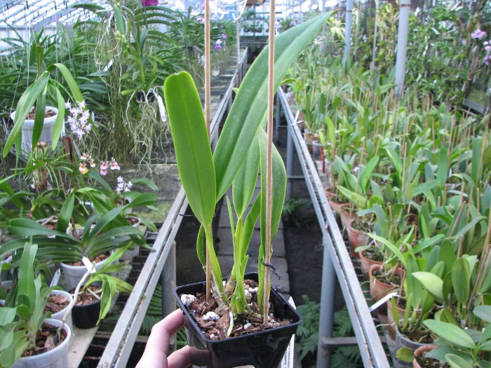 Cattleya quadricolor coerulea (rosado diferente) x self.JPG
