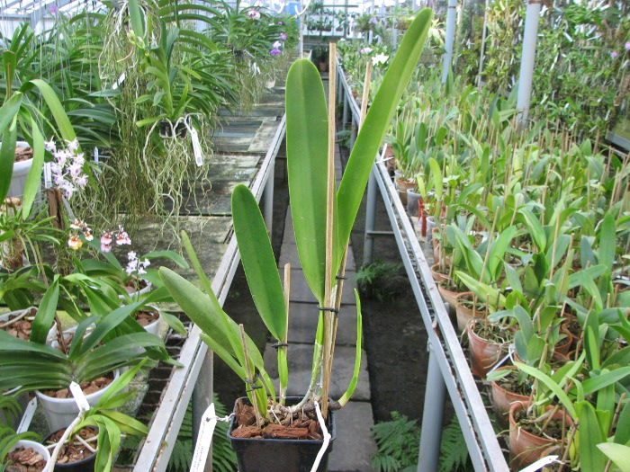 Laelia purpurata (flamea marginata x flamea marginata).JPG