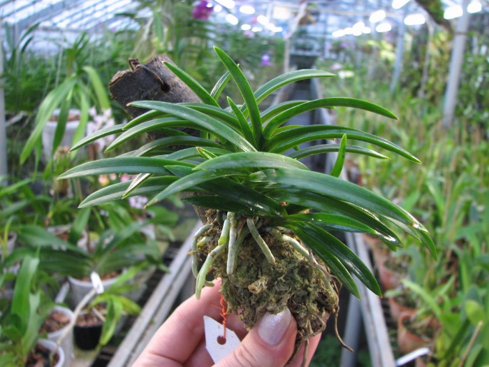 Neofinetia falcata.JPG