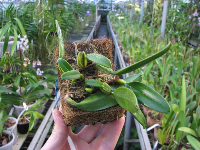 Bulbophyllum fascinator.JPG