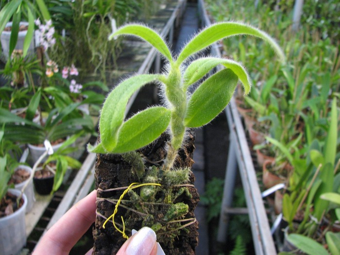 Dendrobium senile.JPG