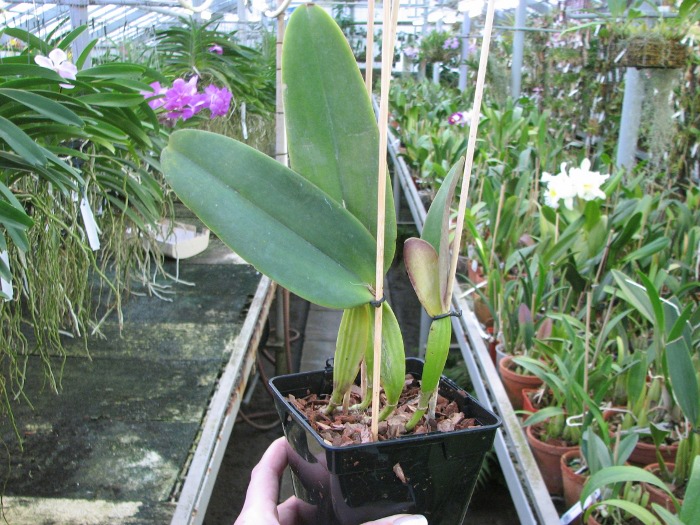 Cattleya warneri escura 'Corrego D'antas' x Cattleya warneri escura integra orlata.JPG