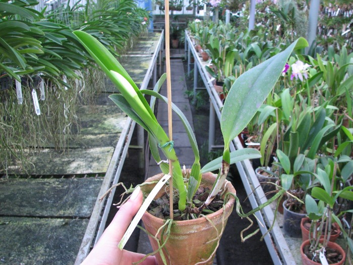 Cattleya warneri alba 'Alvinha' x Laelia praestans alba.JPG