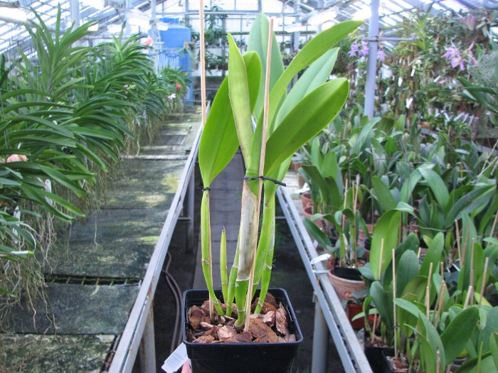 Rhyncholaeliocattleya Golf Green 'Lu-Chi' (OG).JPG