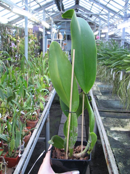 Rhyncholaeliocattleya Taichung Beauty 'Chi-Ming' (Brassolaeliocattleya Pamela Finney x Potinara Elegant Dancer).JPG