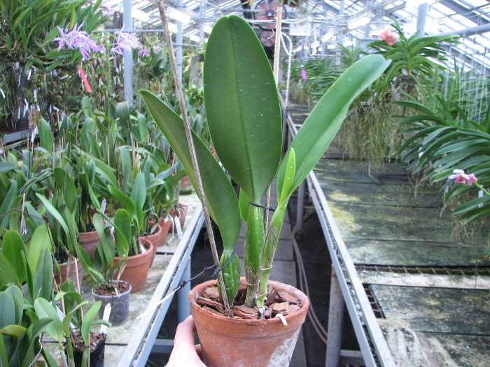 Laeliocattleya Bonanza Queen 'Panamint'.JPG