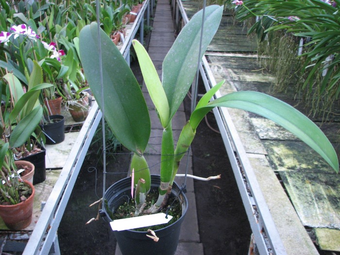 Laeliocattleya Orglade's Grand 'Yu Chang Beauty' (Mildred Rives x Persepolis).JPG