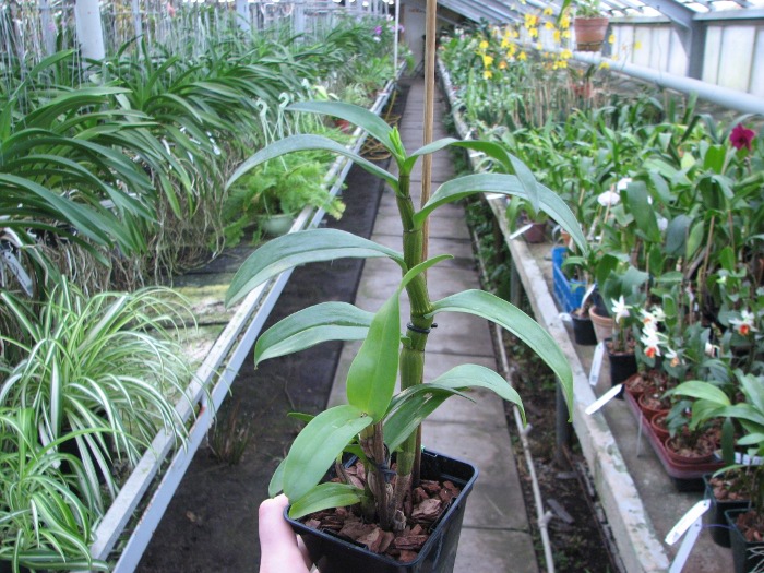 Dendrobium formosum.JPG
