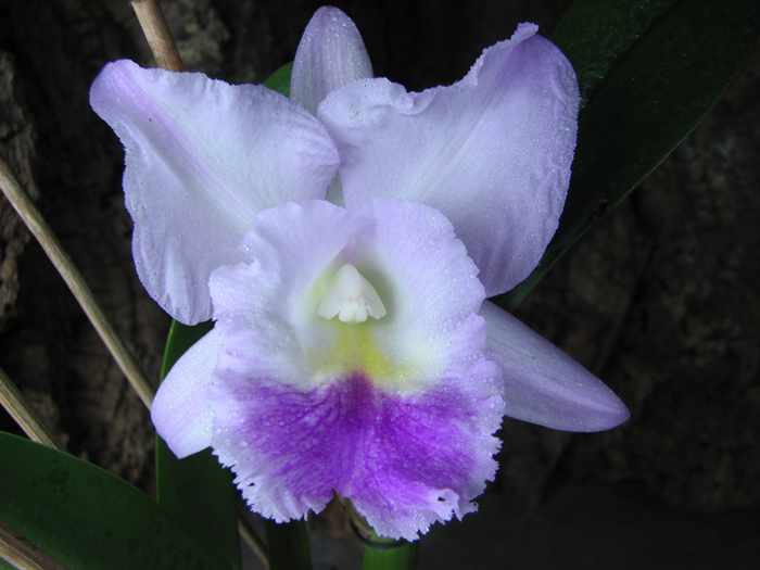 Cattleya walkeriana alba x Brassocattleya Mount Hood 'Mary'.jpg