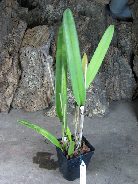 Laelia purpurata (venosa x trilabelo).jpg