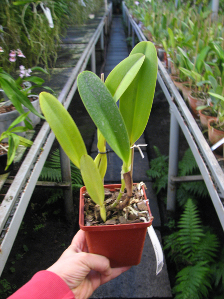 Cattleya dowiana.jpg