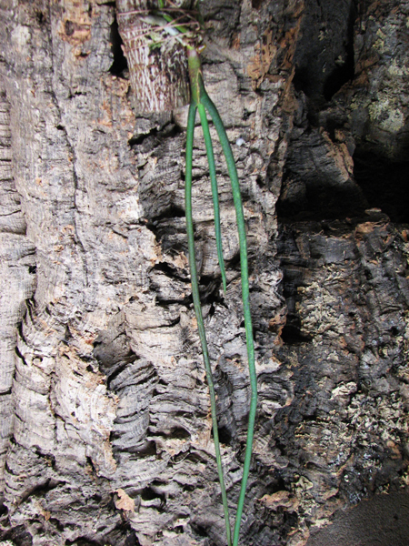 Paraphalaenopsis labukensis.jpg