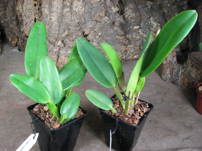 Cattleya warneri concolor x SELF.jpg