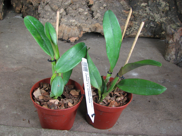 Cattleya warneri trilabelo 'Marcos Zanoni' x Cattleya schilleriana.jpg