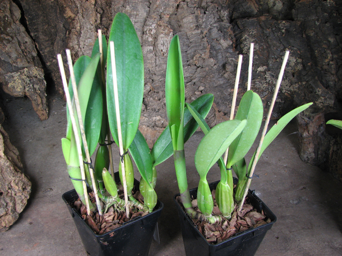 Cattleya trianae 'Junio' (12-8) x Cattleya trianae 'Sangre de Toro II' (25-8).jpg