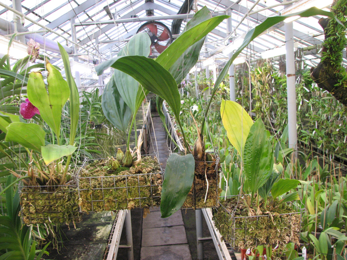 Stanhopea.jpg