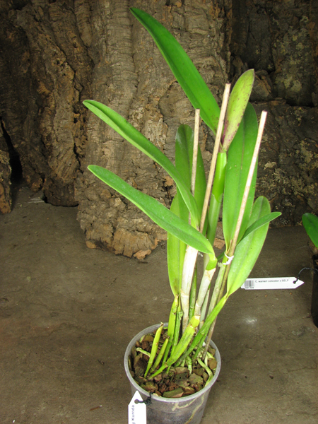 Laelia tenebrosa x Cattleya Penny Kuroda 'spots'.jpg