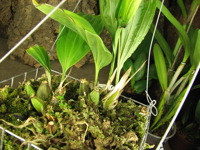 Stanhopea reichenbahiana.jpg
