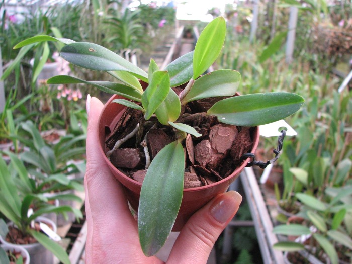 Sophrocattleya George Hardy (Cattleya aclandiae x Sophronitis coccinea).JPG