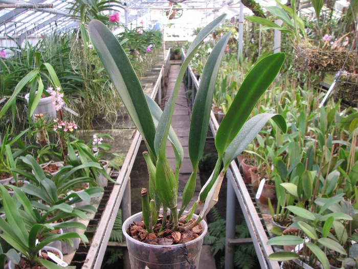 Laeliocattleya Canhamiana coerulea 'Azure Skies' (C. mossiae x L. purpurata).JPG