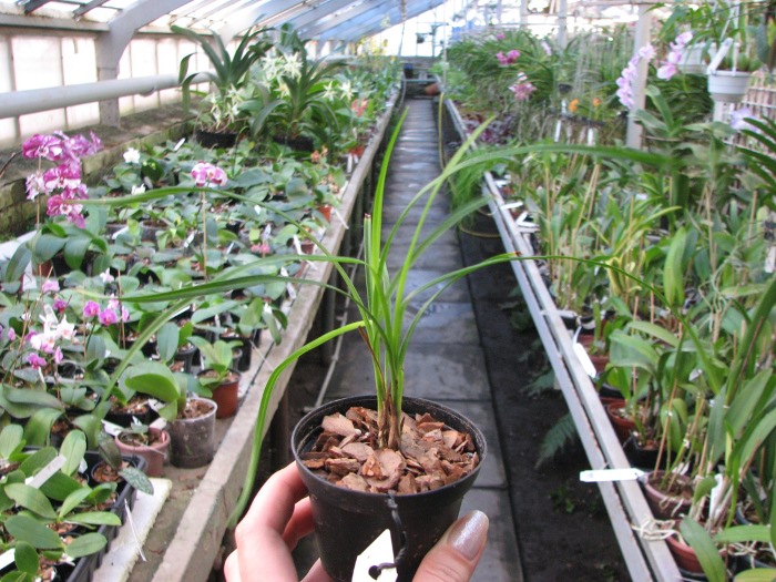 Cymbidium wenshanense.JPG