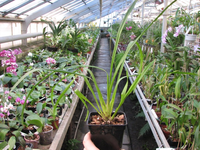 Cymbidium erythrostylum.JPG