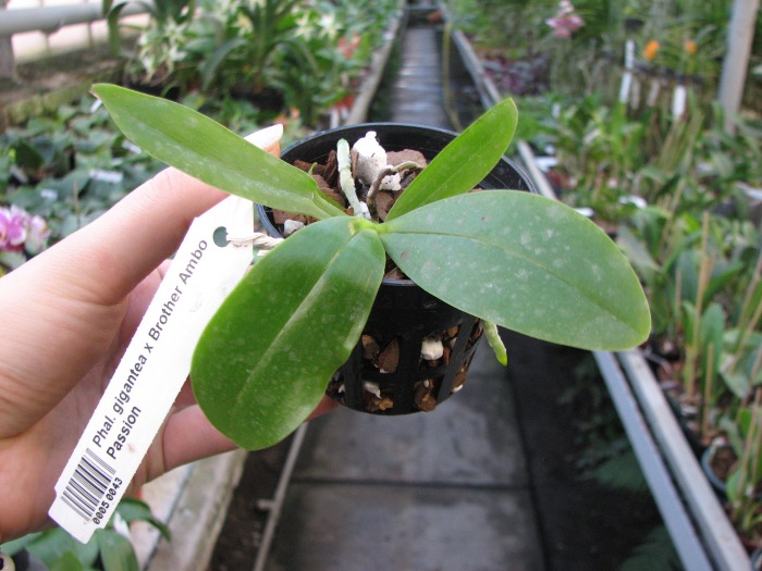 Phalaenopsis gigantea x Brother Ambo Passion.JPG