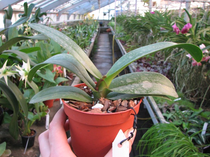 Doritaenopsis Taisuco Micky.JPG